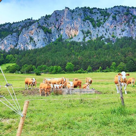 ホテル Glamping Hohe Wand - Zelt Mit Sternenfenster Und Whirlpool Maiersdorf エクステリア 写真