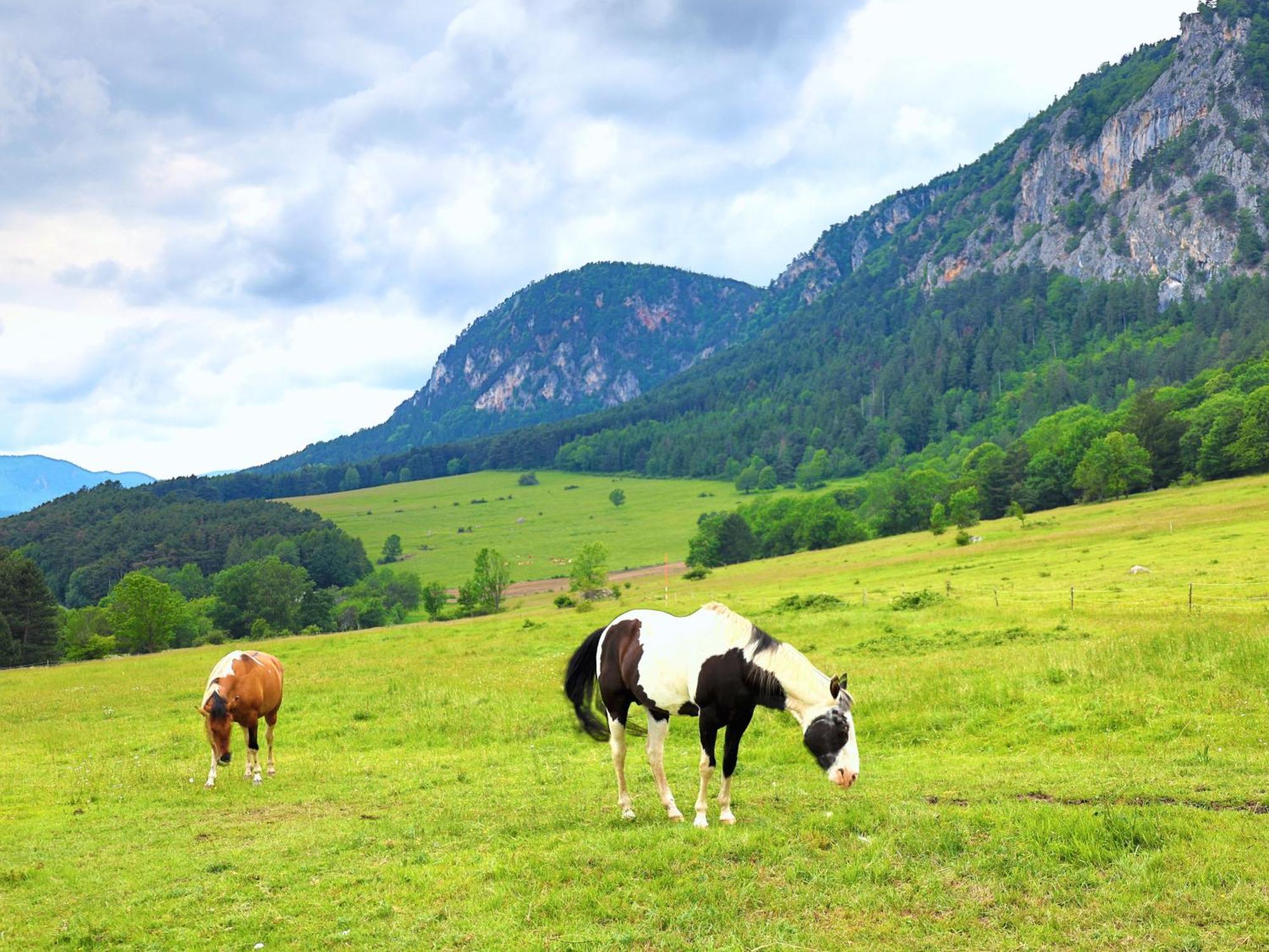 ホテル Glamping Hohe Wand - Zelt Mit Sternenfenster Und Whirlpool Maiersdorf エクステリア 写真